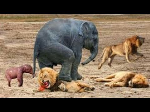 African Elephant Attack Lion | HD