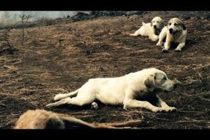 After Wildfire Breaks Out, Man Finds Family of Sheep Dogs Protecting Deer From Predators