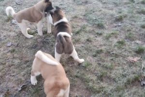 Akita Puppies / Akita Inu Puppies The cutest puppies in the world?