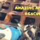 Amazing Animal Rescues