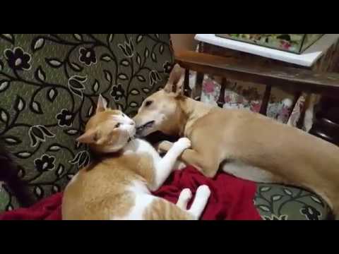 Amazing Animals Dog and Cat playing