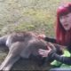Amazing Baby Kangaroo Survive Inside the Mother's Body on the Roadside Being Rescued.