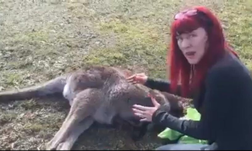Amazing Baby Kangaroo Survive Inside the Mother's Body on the Roadside Being Rescued.