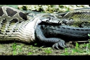 Anaconda vs Alligator Animal Fights compilation | WildLife 2016