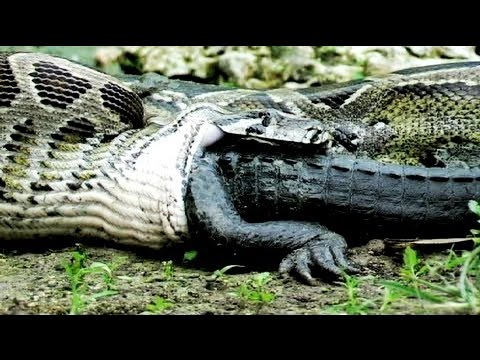 Anaconda vs Alligator Animal Fights compilation | WildLife 2016