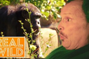 Animal Attack: Everyone's Worst Nightmare! | Human Prey | Real Wild Documentary