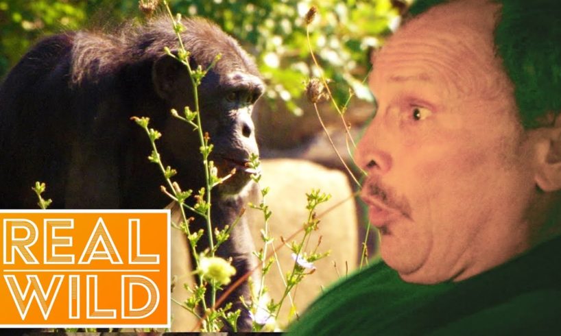 Animal Attack: Everyone's Worst Nightmare! | Human Prey | Real Wild Documentary