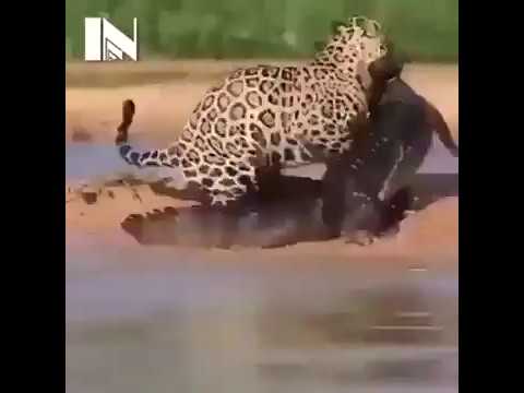 Animal Attacks Craziest Animal Fights