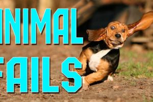 Animal Fails of the Week 1 April 2016 - Animal Fail Videos - Animal Fails Compilation 2016