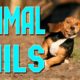 Animal Fails of the Week 1 April 2016 - Animal Fail Videos - Animal Fails Compilation 2016