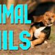 Animal Fails of the Week 1 April 2016 - Animal Fail Videos - Animal Fails Compilation 2016