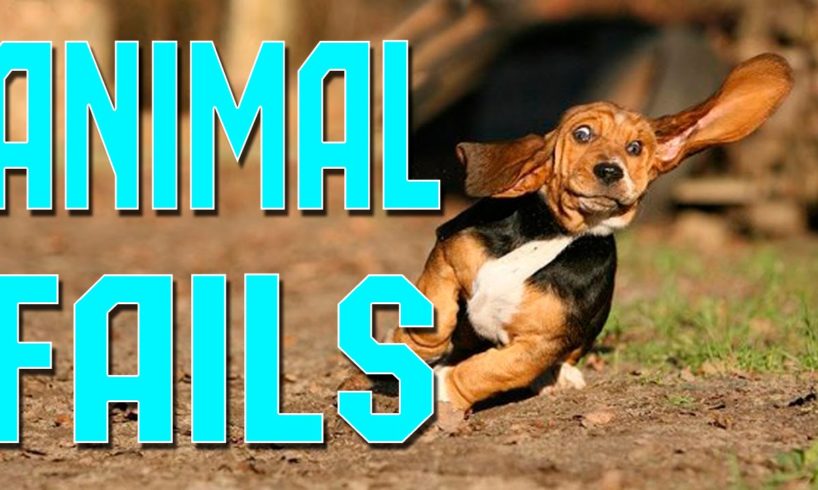 Animal Fails of the Week 1 April 2016 - Animal Fail Videos - Animal Fails Compilation 2016