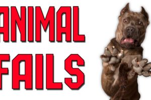Animal Fails of the Week 3 April 2016 - Animal Fail Videos - Animal Fails Compilation 2016