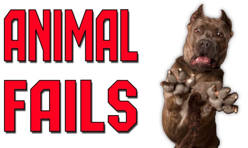 Animal Fails of the Week 3 April 2016 - Animal Fail Videos - Animal Fails Compilation 2016