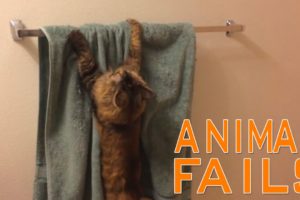 Animal Fails of the Week 3 September 2015 - Animal Fail Videos - Animal Fails Compilation 2015