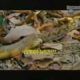 Animal Fight Club 3 !! - - ANIMAL VS ANIMAL- ( Part 3 ) - YouTube.flv