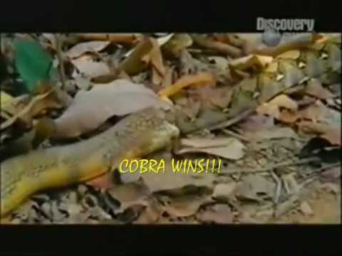 Animal Fight Club 3 !! - - ANIMAL VS ANIMAL- ( Part 3 ) - YouTube.flv