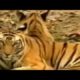 Animal Fights - Lion vs Hyenas Dangerous Battle - Lions Documentary 2015