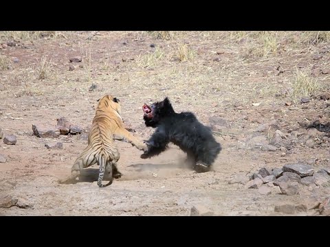 Animal Fights - Tiger vs Sloth Bear !!