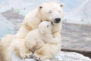 Animal MOMS alway Protecting and looking out for their BABIES safety ???? Compilação de animais