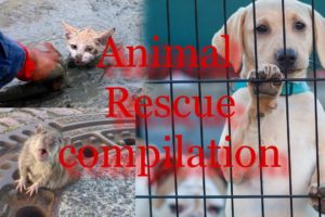 Animal Rescue Compilation!  Emotional!