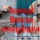 Animal Rescue Compilation!  Emotional!