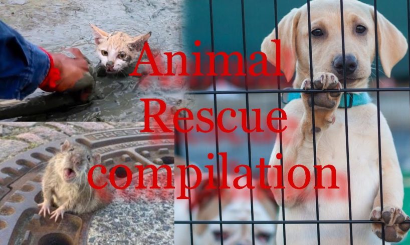 Animal Rescue Compilation!  Emotional!