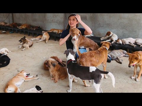 Animal Rescue in Taal Part 2