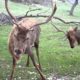 Animal fights at Fossil Rim 3