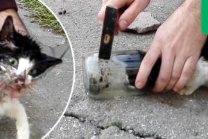 Animal rescue stories: Kitten’s head freed from a jar - TomoNews