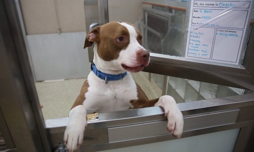 Animal shelters urge people to consider adoption