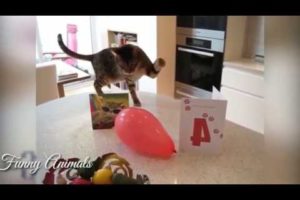 Animals Having Fun with Balloons