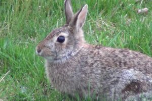 Animals In The Garden