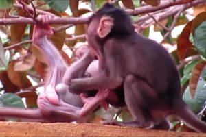 Animals Monkey baby sika and cuteboy playing so happy today