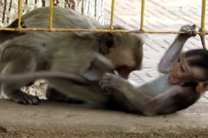 Animals Monkey, monkey playing and monkey Eating fruit by popular daily