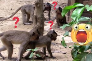 ?Animals Monkeys?Watch monkeys playing so happy | baby monkeys cute cute