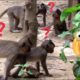 ?Animals Monkeys?Watch monkeys playing so happy | baby monkeys cute cute