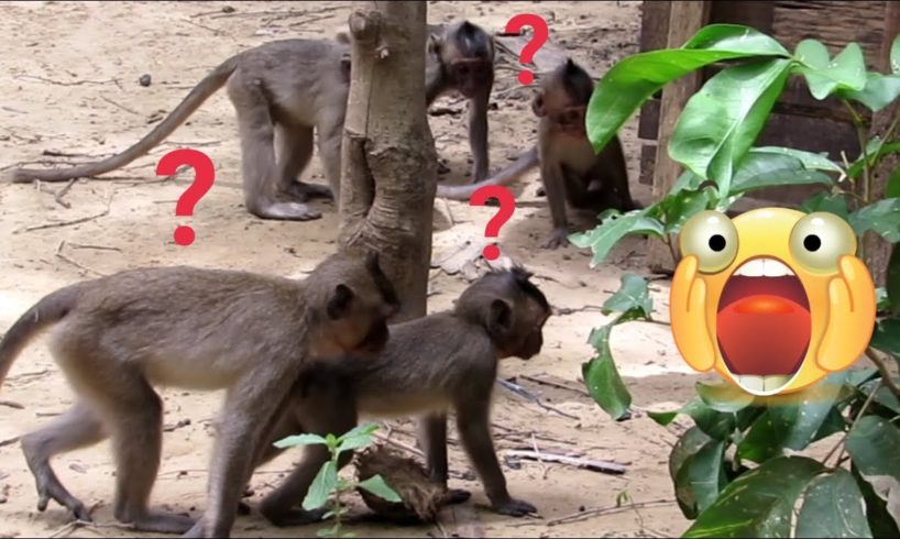 ?Animals Monkeys?Watch monkeys playing so happy | baby monkeys cute cute