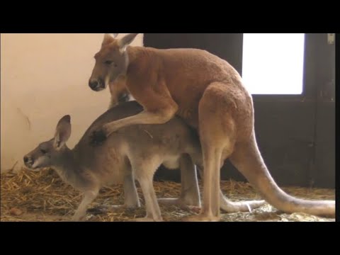 Animals OF Wild | Wild Animals Mating