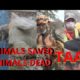 Animals Rescued during Taal Explosion