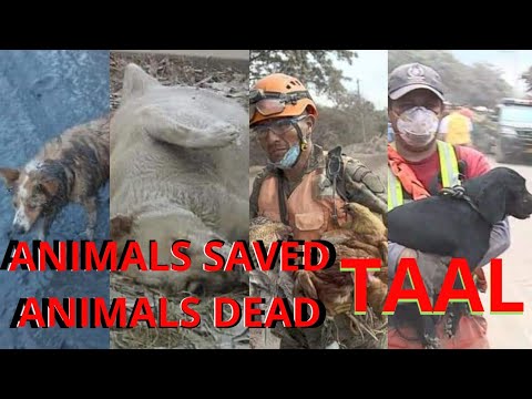 Animals Rescued during Taal Explosion