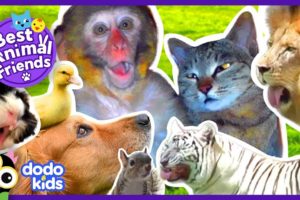 Animals Who Love Each Other Like Family | 2 Hrs Of Animal Videos for Kids | Dodo Kids