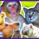 Animals Who Love Each Other Like Family | 2 Hrs Of Animal Videos for Kids | Dodo Kids