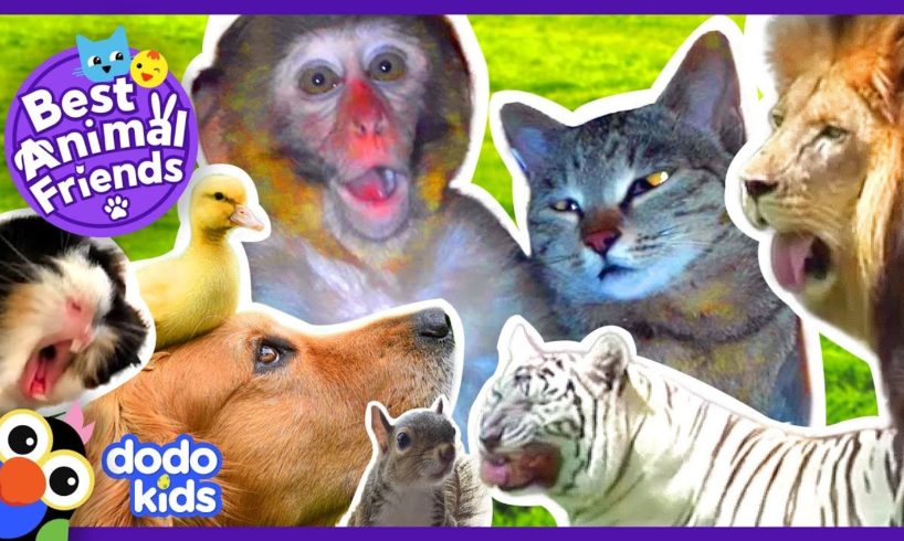 Animals Who Love Each Other Like Family | 2 Hrs Of Animal Videos for Kids | Dodo Kids