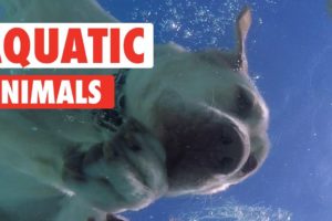 Animals Who Love Water | Aquatic Animals