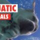 Animals Who Love Water | Aquatic Animals