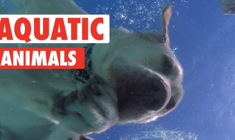 Animals Who Love Water | Aquatic Animals