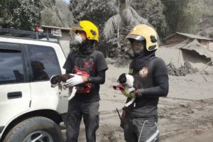 Animals rescued from Taal Volcano eruption.