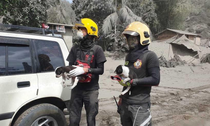 Animals rescued from Taal Volcano eruption.