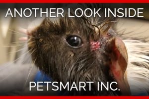 Another Look Inside PetSmart, Inc.: A PETA Eyewitness Exposé